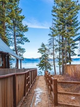 brown wooden fence beside tall trees