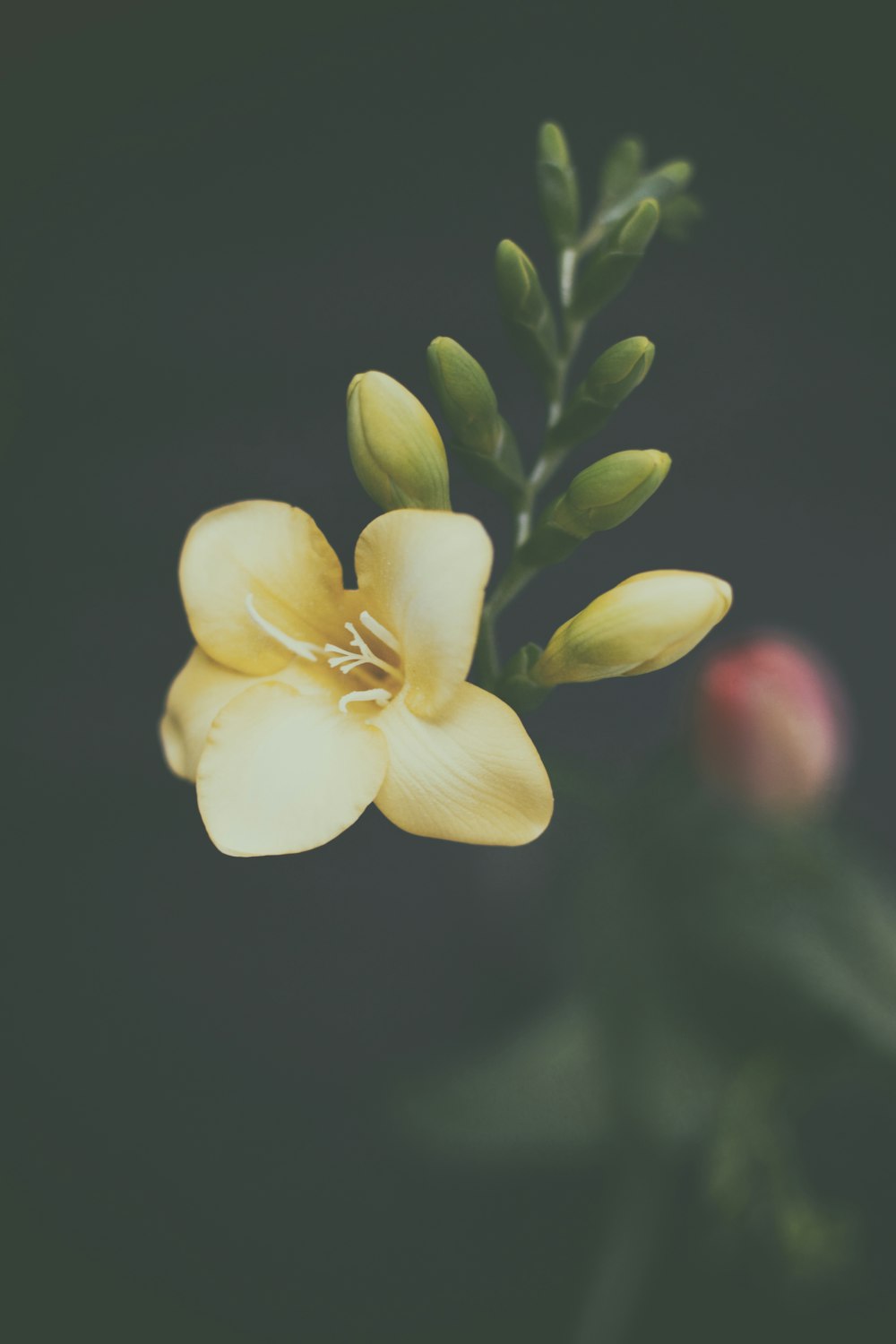 黄色い花びらの花