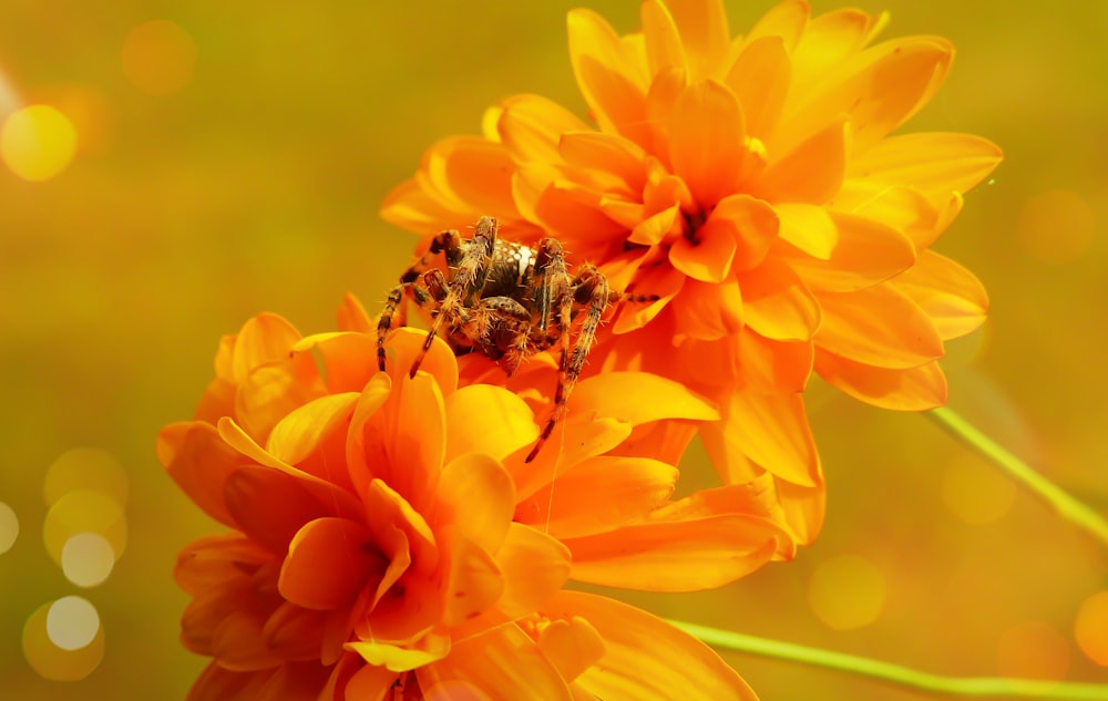 black spider perching on yellow flower