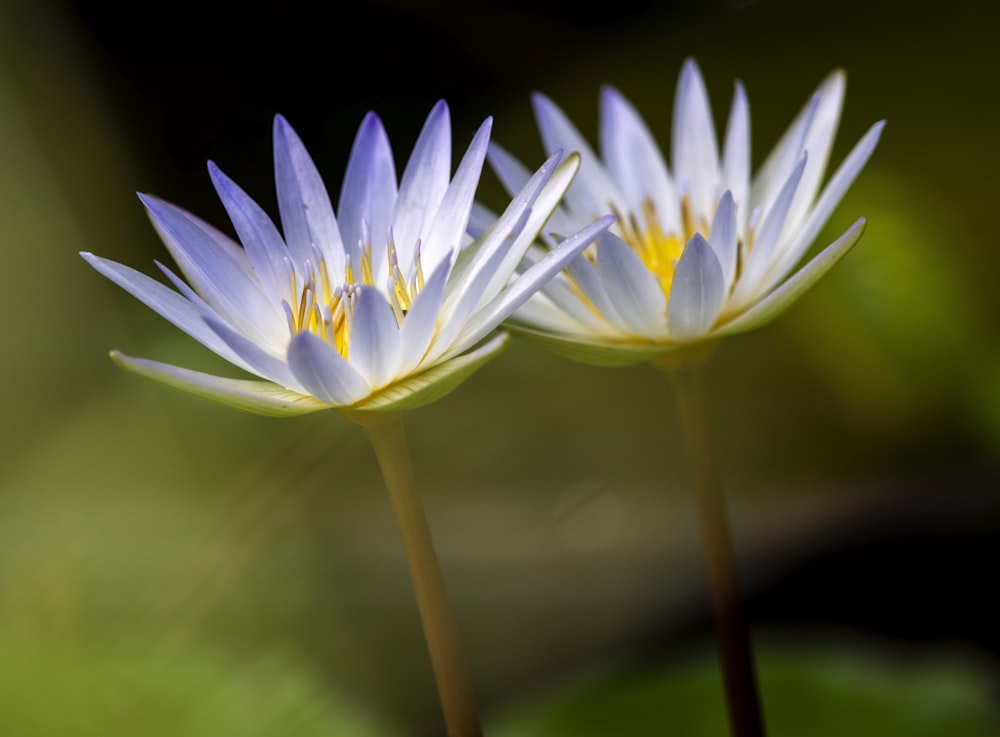 shallow focus photography of two sacred lotus flowers