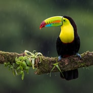 black and yellow bird on branch