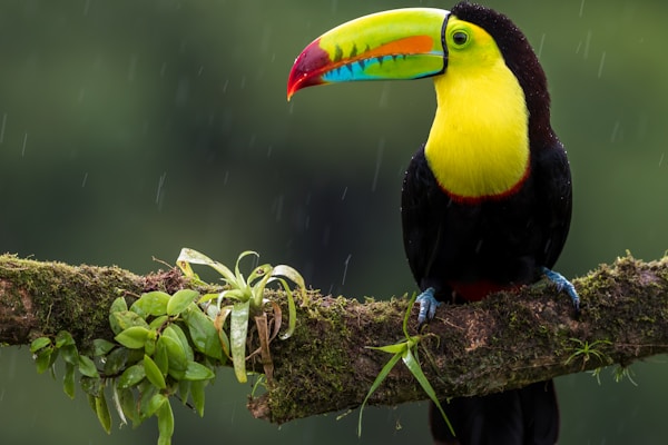 black and yellow bird on branch