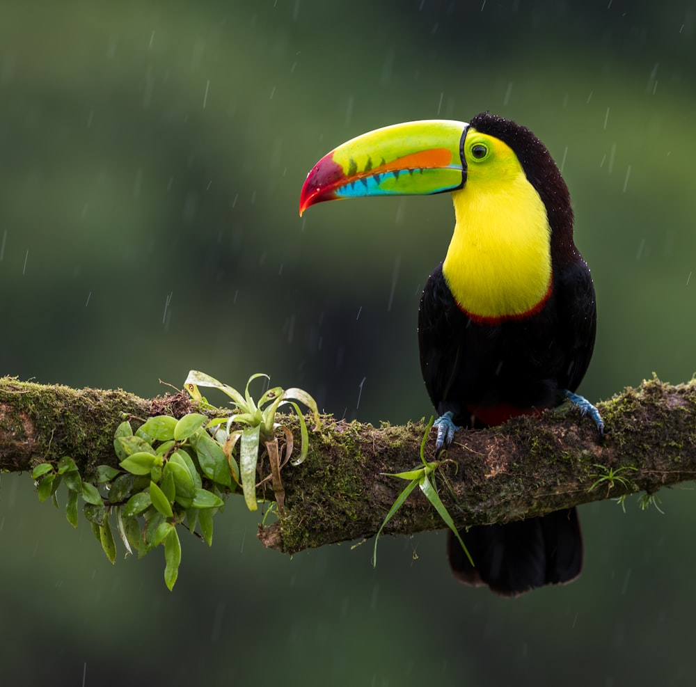 pájaro negro y amarillo en la rama