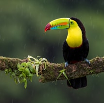 A vibrant toucan perched on a mossy branch with colorful feathers and a striking, multicolored beak. The scene is set against a lush green, blurred background, creating a tropical and serene atmosphere with light rain falling.