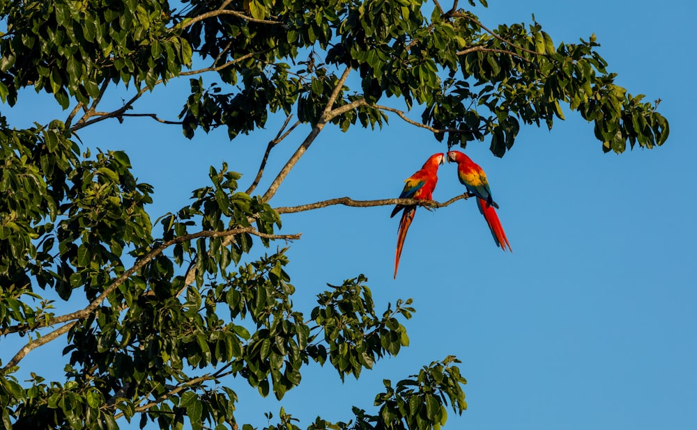 2羽の赤い緋色のコンゴウインコ
