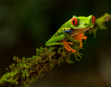 green Frog