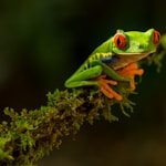 green Frog