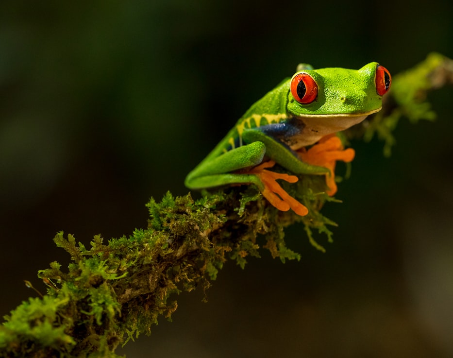 red-eyed tree frog sitting on a branch
