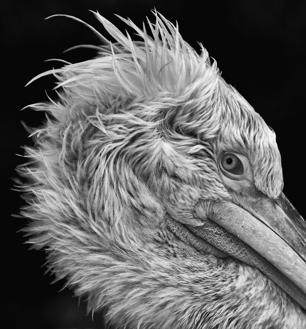 foto in scala di grigi di un grande uccello
