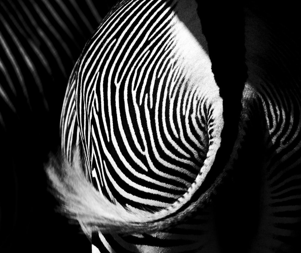 zebra tail