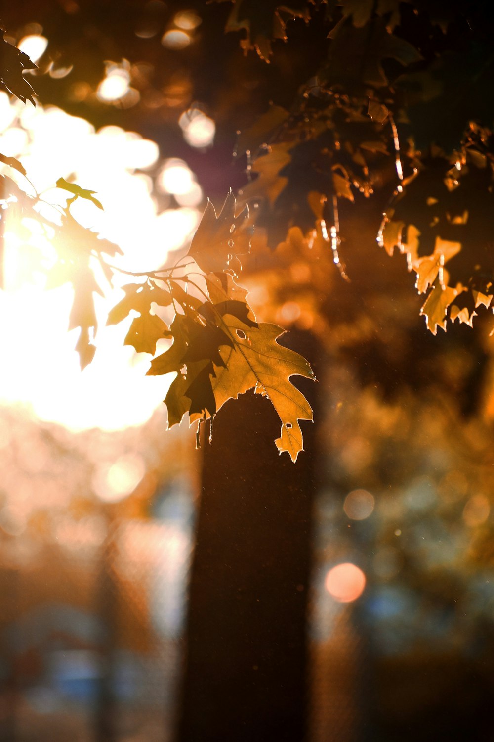 green leaf sunset