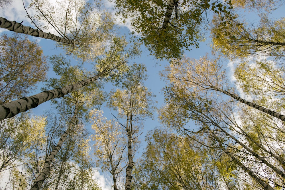 green trees