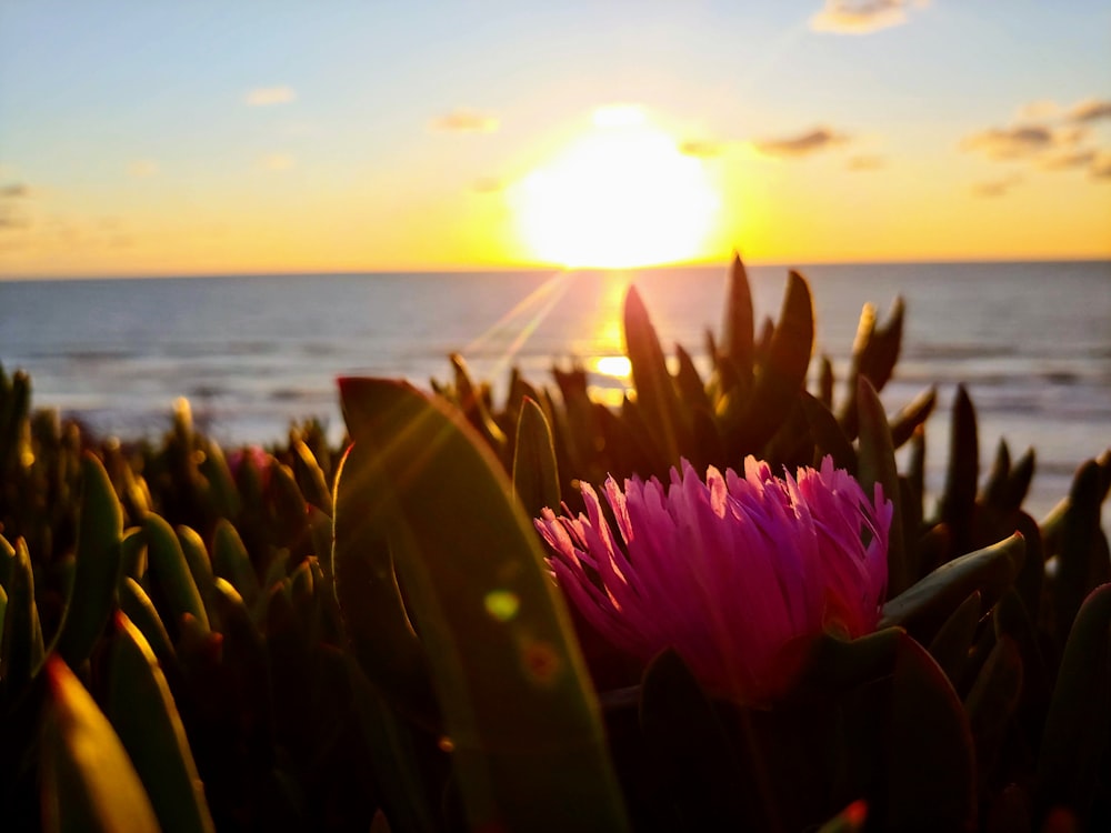 pink petaled flower