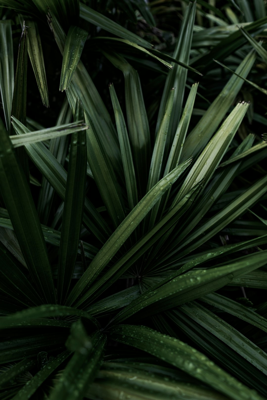 closeup photography of green linear leaf plants