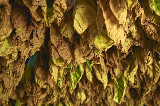 A dense cluster of dried tobacco leaves hanging close together, displaying a range of earthy brown and green hues. The leaves have a rough texture and various signs of drying or aging, creating a rustic and natural appearance.