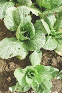 Healthy green lettuce plants growing in the soil with visible water droplets and some holes in the leaves.