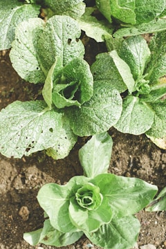 Healthy green lettuce plants growing in the soil with visible water droplets and some holes in the leaves.