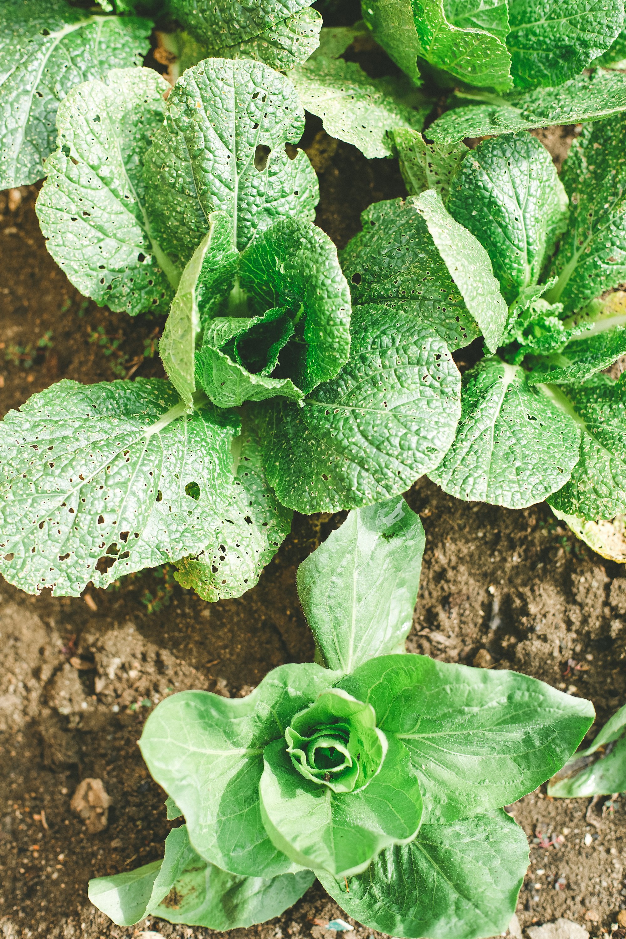 Urban Farming