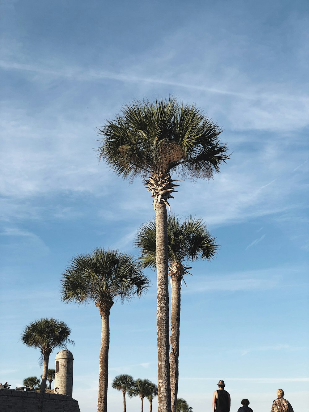 photo of green-leafed trees under by cirrus clouds