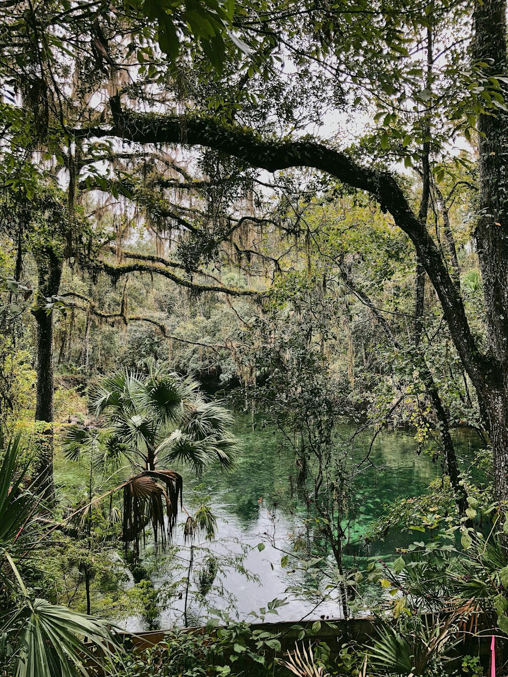 landscape photography of green trees