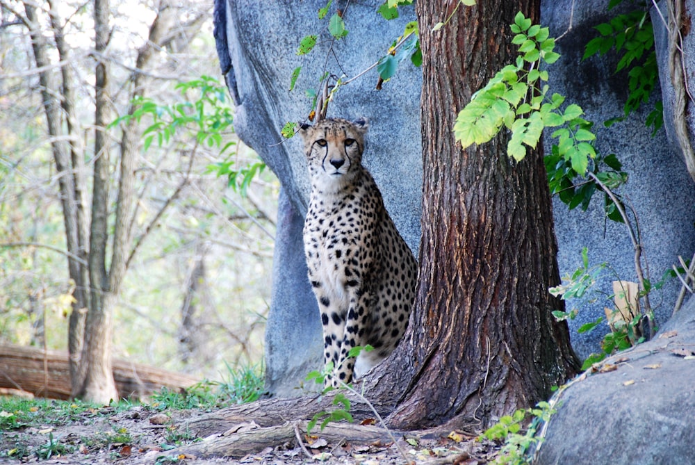 cheetah sitting next to tree