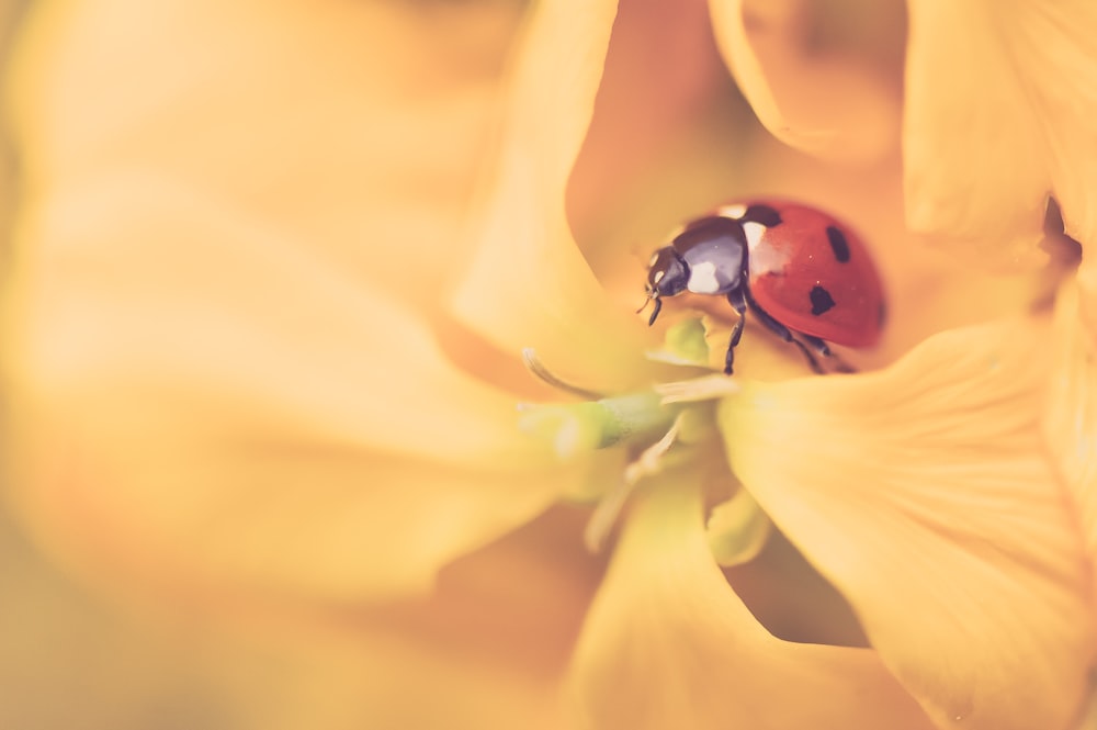 macro photography of red and black ladybug
