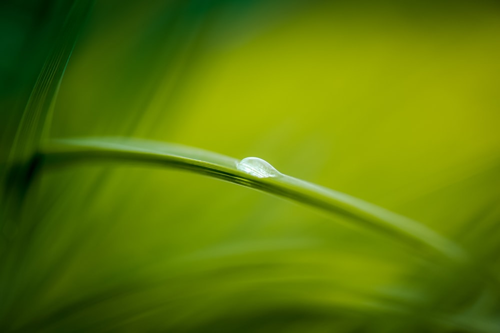 selective focus photo of water droplet