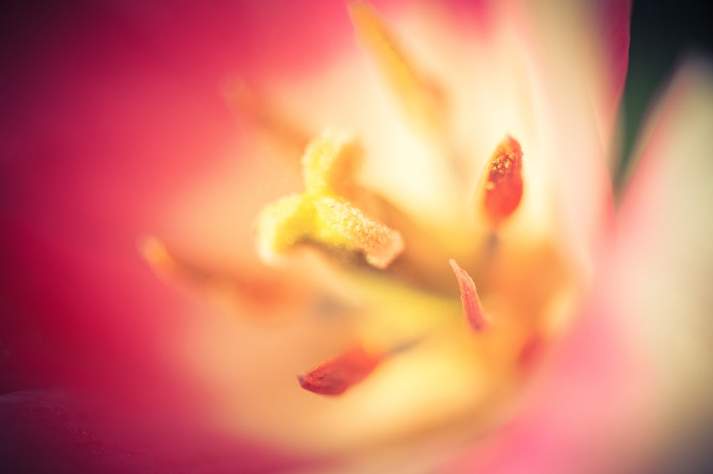 selective focus photo of yellow-and-pink petaled flower