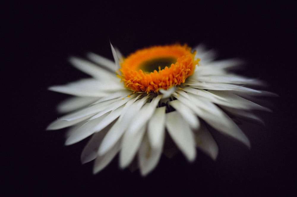 white petaled flower close up phoro