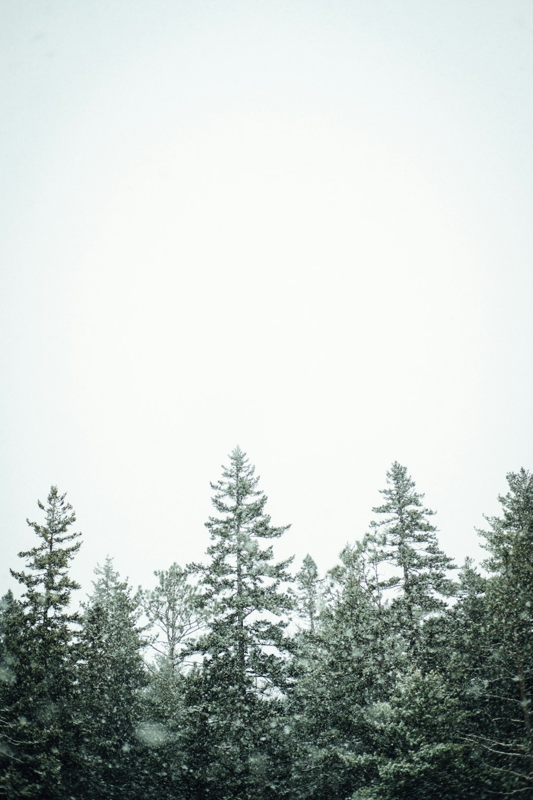 pine trees during daytime