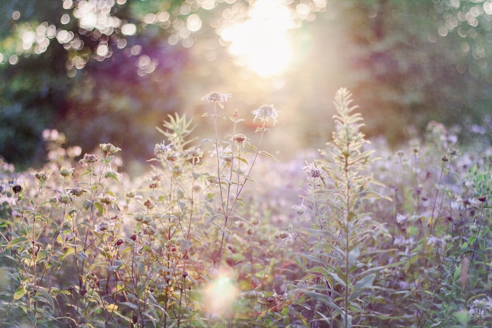 purple flowers field during daytime