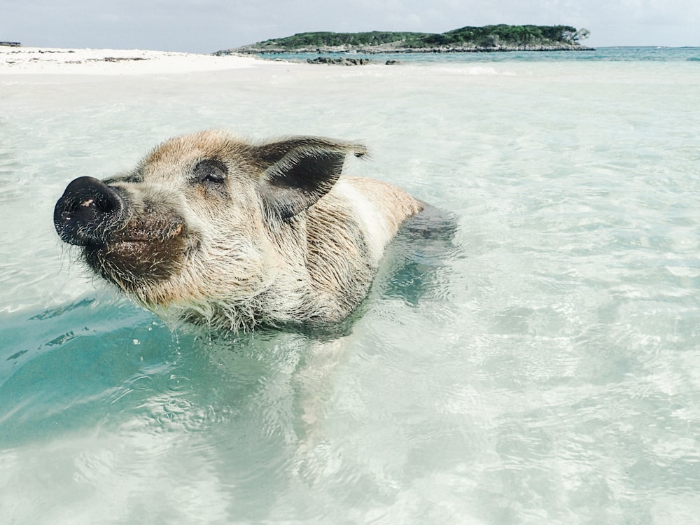 brown pig swimming