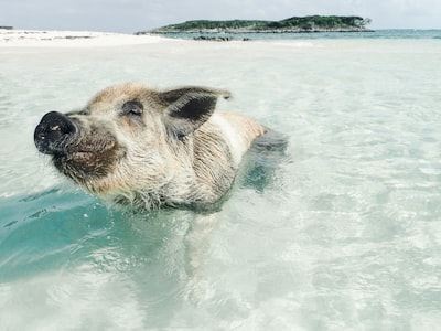 Swimming Pigs