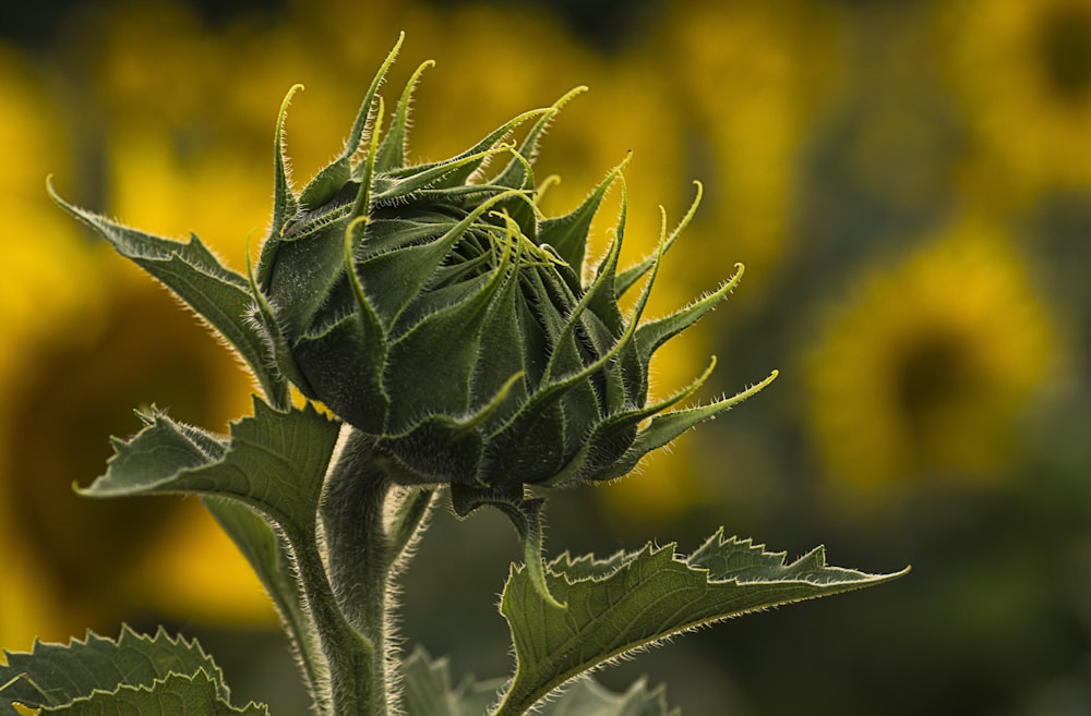 close-up photo of grene flower