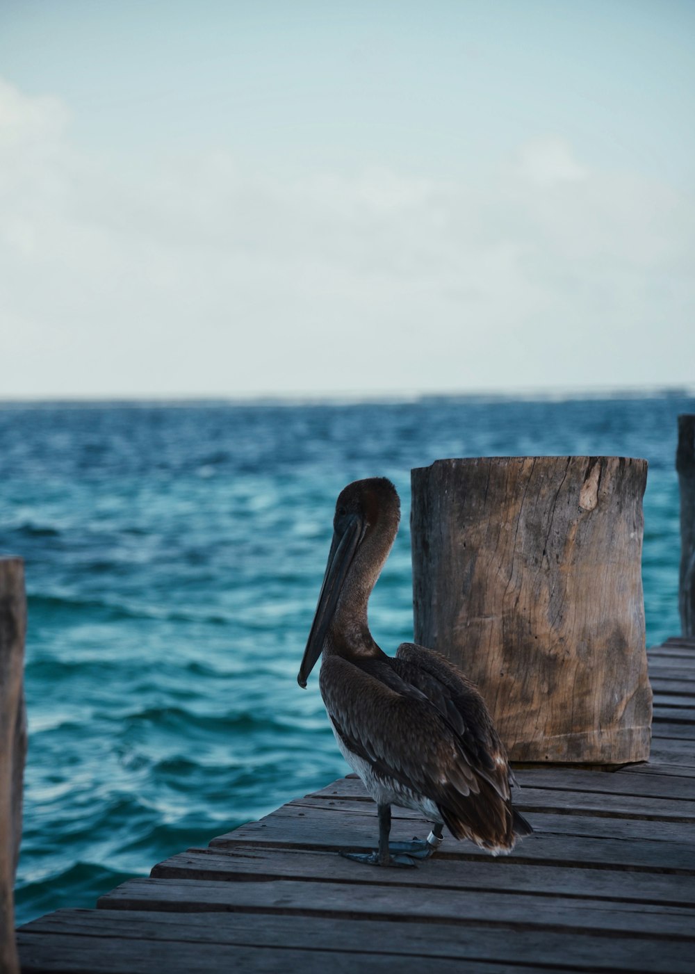 pelican on brown dock