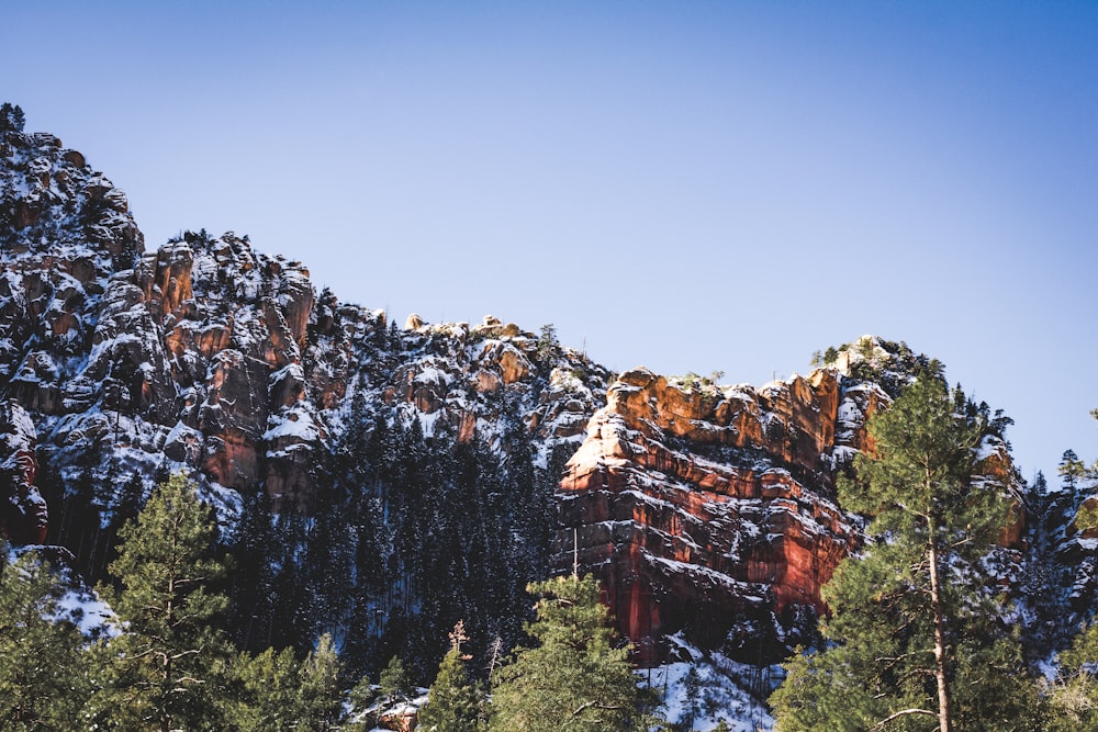 mountain surrounded by trees