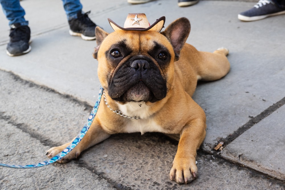 brown French Bulldog lying on pavement