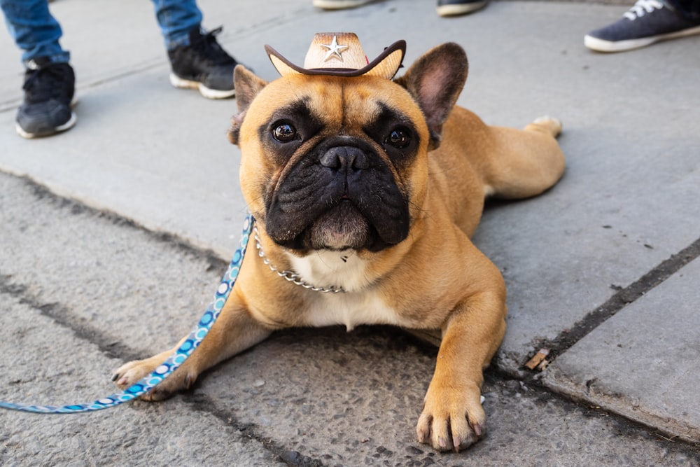 buldogue francês marrom deitado na calçada