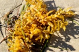 A clump of golden-brown seaweed lies on a sunlit sandy surface. The seaweed features small, round air bladders and thin fronds, interspersed with some long, green seagrasses. The sand around the seaweed is slightly damp, likely from the receding tide.