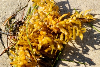 A clump of golden-brown seaweed lies on a sunlit sandy surface. The seaweed features small, round air bladders and thin fronds, interspersed with some long, green seagrasses. The sand around the seaweed is slightly damp, likely from the receding tide.