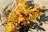 A clump of golden-brown seaweed lies on a sunlit sandy surface. The seaweed features small, round air bladders and thin fronds, interspersed with some long, green seagrasses. The sand around the seaweed is slightly damp, likely from the receding tide.