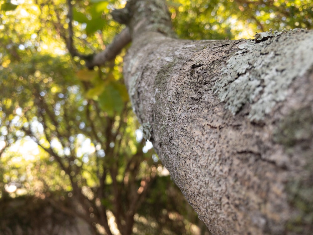 green tree low angle photography