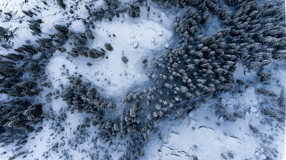 aerial photography of pine trees