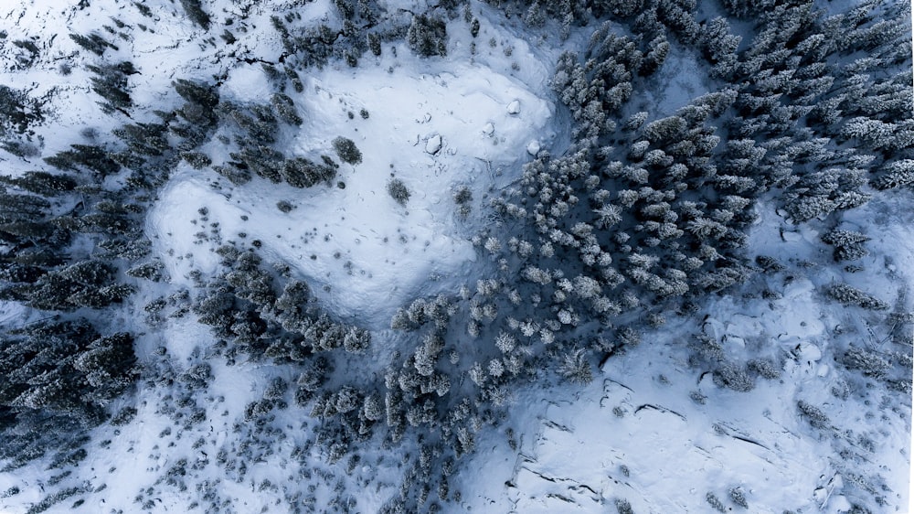fotografia aérea de pinheiros