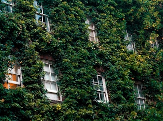 vines connected