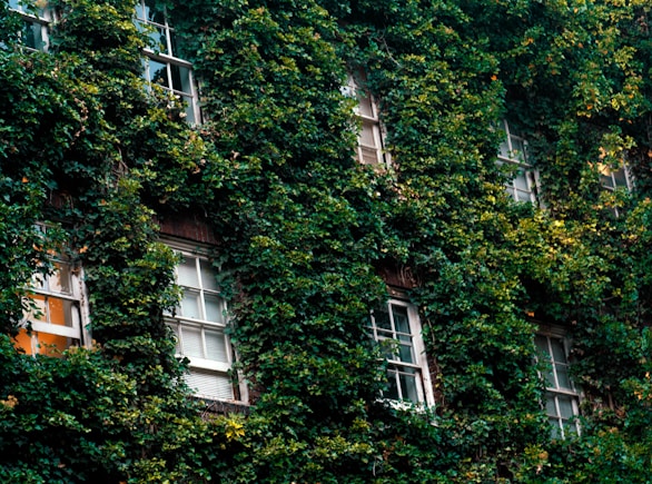 vines connected