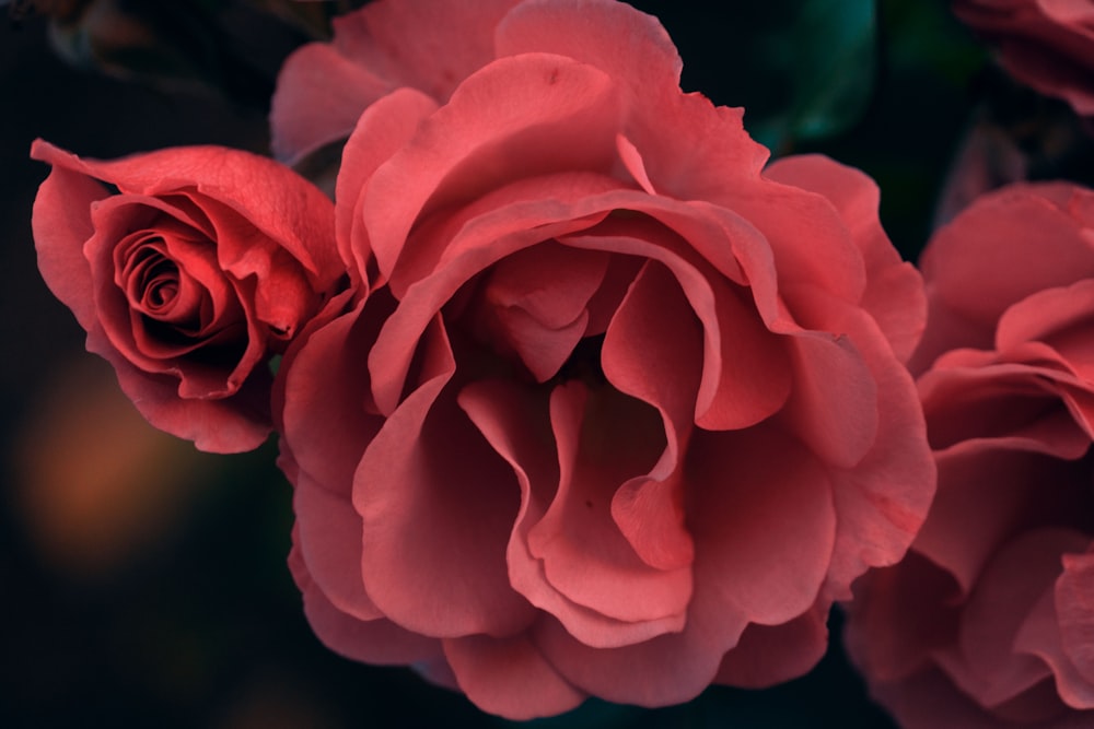 close-up photography of red roses