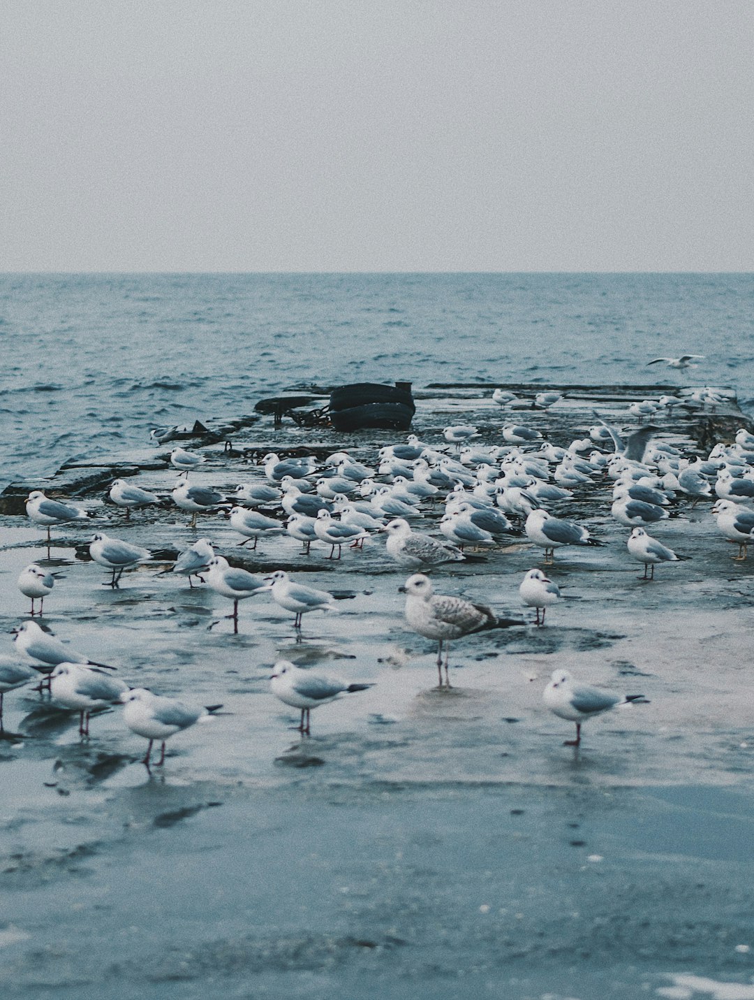 seashore with birds