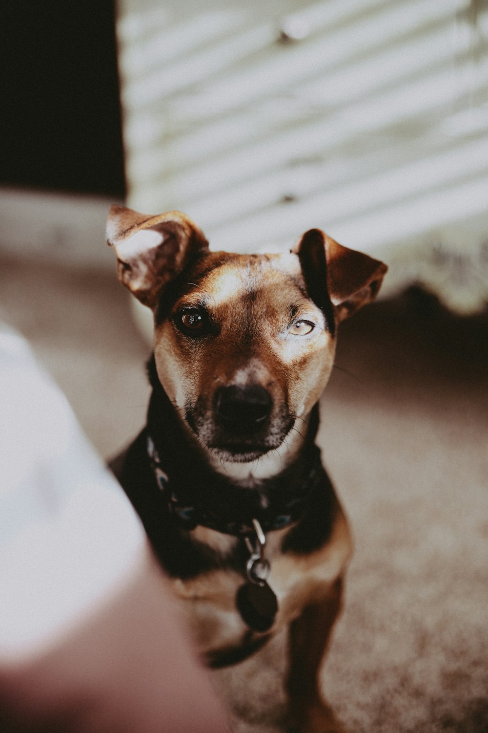 selective focus photography of brown dog