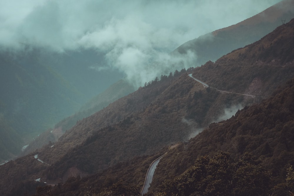 birds-eye view photography of road in forest